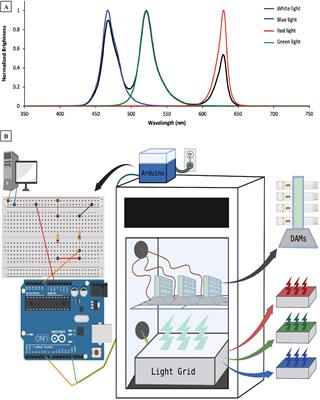 Differential regulation of sleep by blue, green, and red light in Drosophila melanogaster